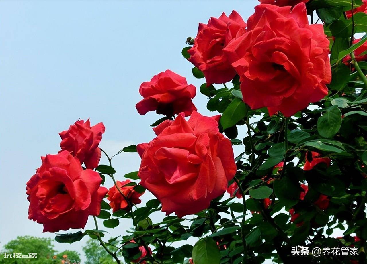 庭院十大吉祥之树图片(庭院种植十种吉祥树富贵自来)-图片6